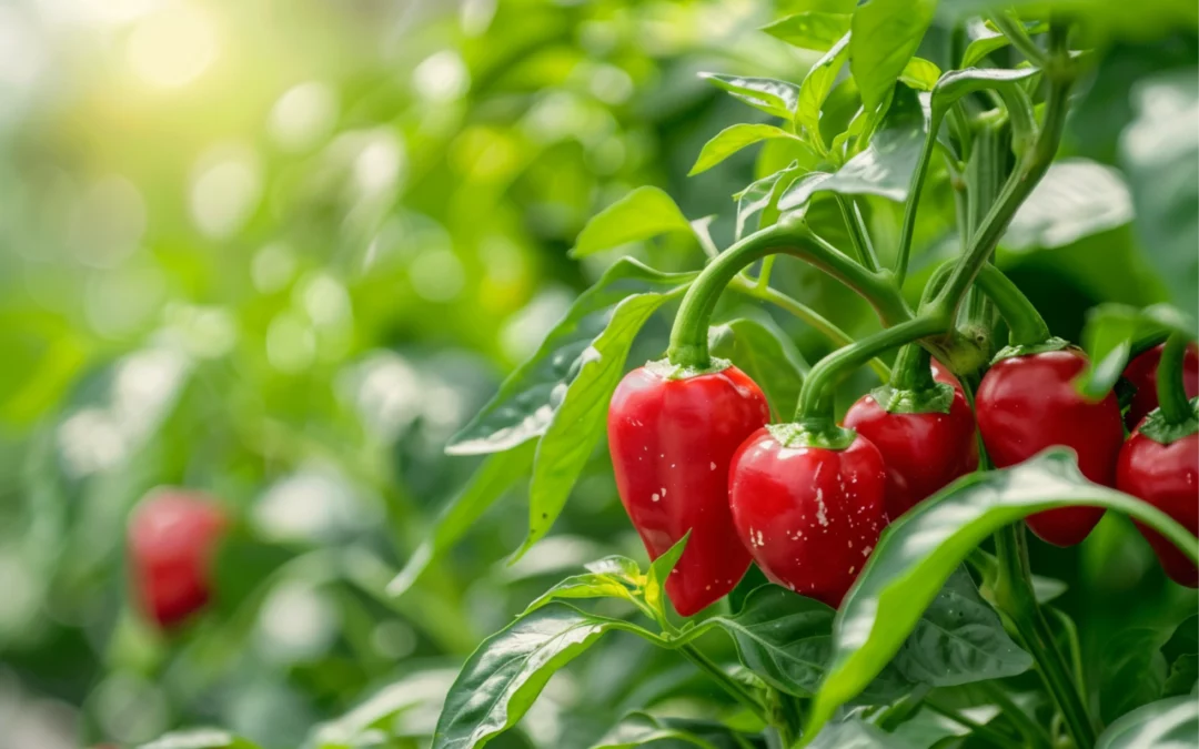 Fólia chilli